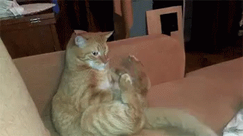 When Someone Tries To Touch You After A Fight GIF - Nope Angry Cat GIFs