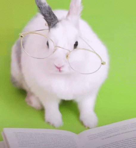 Rabbit Nerd Nerd GIF - Rabbit Nerd Nerd Smart GIFs