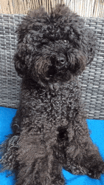 a small black curly dog is sitting on a blue cushion