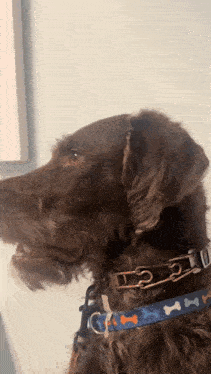 a brown dog wearing a blue bone collar