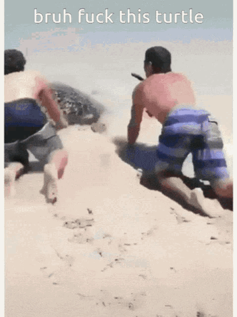 bruh fuck this turtle is written on the bottom of a picture