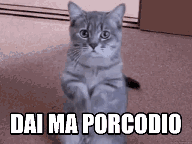 Porcodio Cat Gatto GIF - Porcodio Cat Gatto GIFs