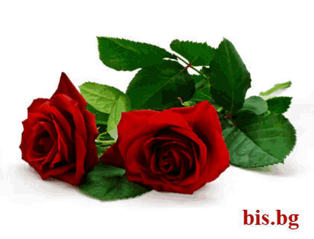 two red roses with green leaves on a white background with the website bis.bg below them