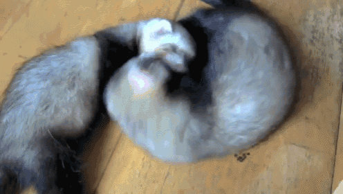 Wouldya Look At That! GIF - Animals Baby Cute GIFs