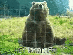 Hey Brother! GIF - Hey Brother Bear Waving GIFs