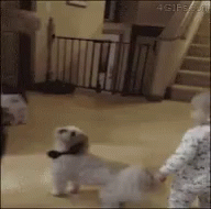 Funny Animals Dogs Dancing GIF - Funny Animals Dogs Dancing Baby Dance GIFs