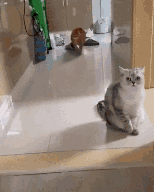 a cat is sitting on a tiled floor in front of a door .