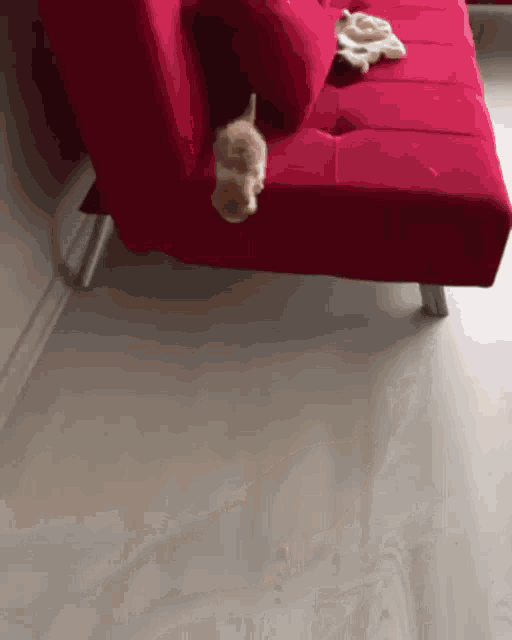 Kitten Cat GIF - Kitten Cat Jump GIFs
