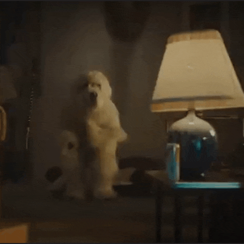 a small white dog is standing in front of a lamp in a dark room .