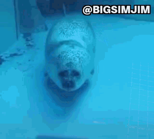 Seal Swimming GIF - Seal Swimming Boop GIFs