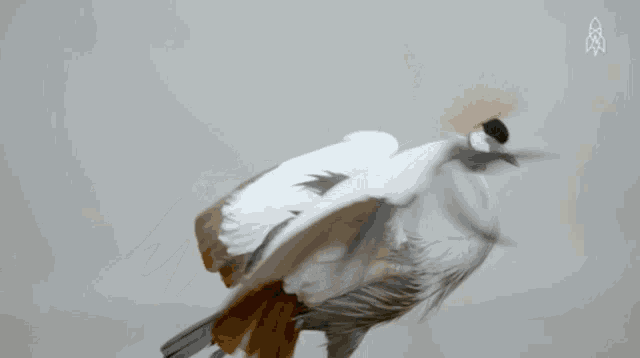 a bird with a crown on its head is standing with its wings spread