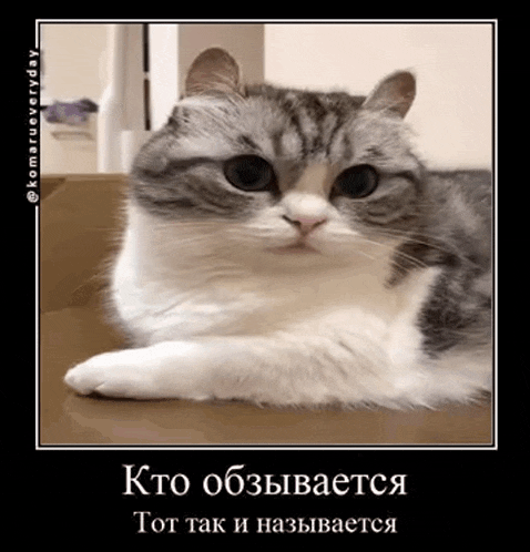 a gray and white cat is laying down on a table with a caption in russian