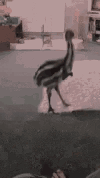 Emu Emus GIF - Emu Emus Put Them Up GIFs