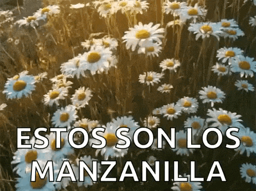 a field of daisies with the words estos son los manzanilla written on it