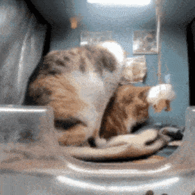 a cat is laying down in a room with a blue wall