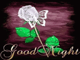 a picture of a white rose with a butterfly and the words good night