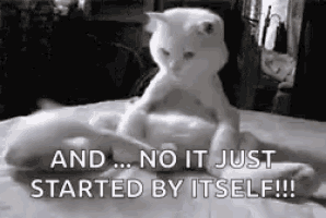 Kitty Cat GIF