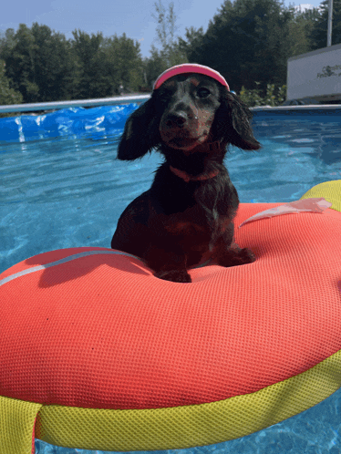 a dachshund wearing a pink hat is sitting on a red float in a pool