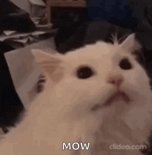 a white cat is sitting on a bed and looking at the camera with the word mow written on its face .