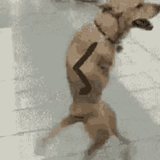 Walking Dog Dog GIF - Walking Dog Dog Strolling GIFs
