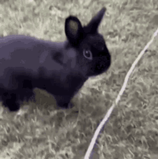 Bunny Angry GIF - Bunny Angry GIFs