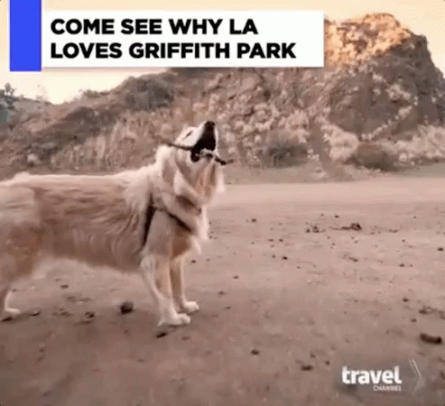 Tommy Griffith Park GIF - Tommy Griffith Park Dogs GIFs