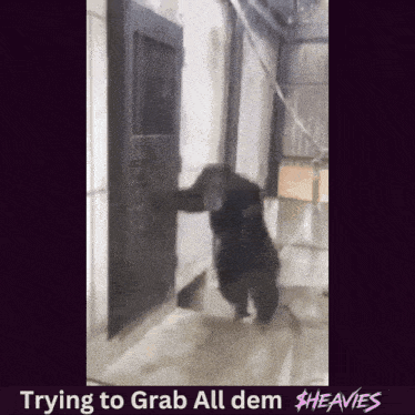 a bear standing in a doorway with the words trying to grab all dem heavies below it