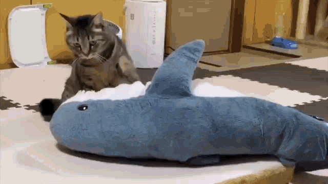 Cat Shark GIF - Cat Shark Blahaj GIFs