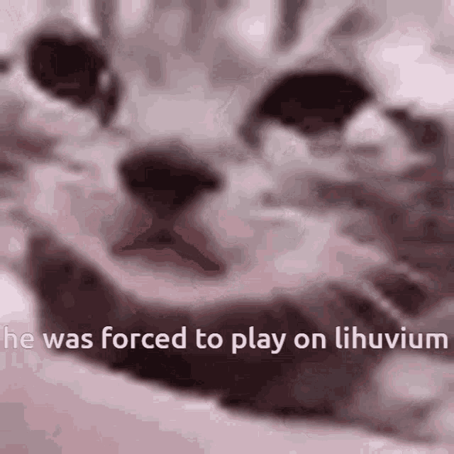 a close up of a cat 's face with the words he was forced to play on lihuvium