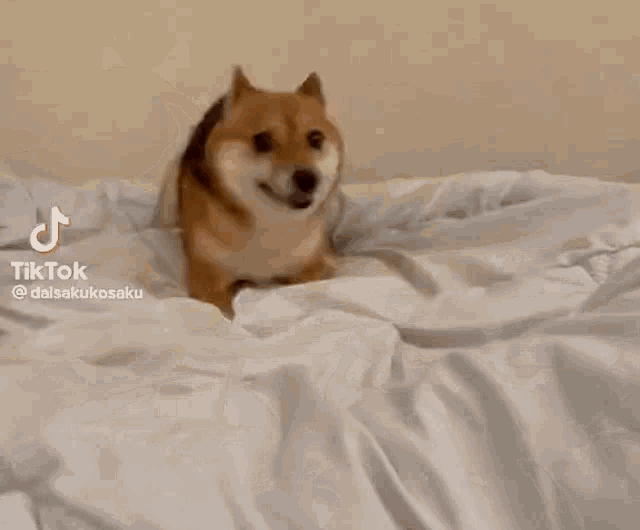 a dog is jumping on a bed with a white blanket .