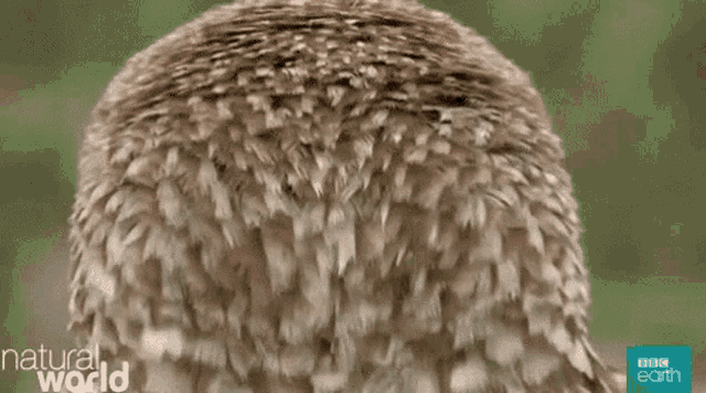 a close up of an owl with the words alphabet owl on it