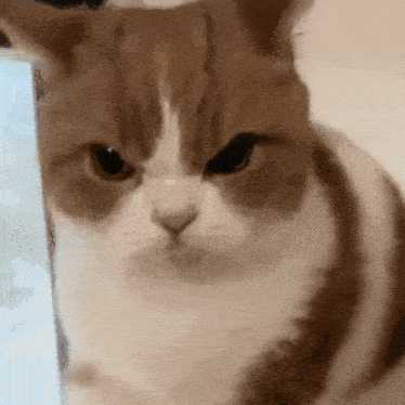 a brown and white cat with a very angry look on its face is sitting next to a blue box .