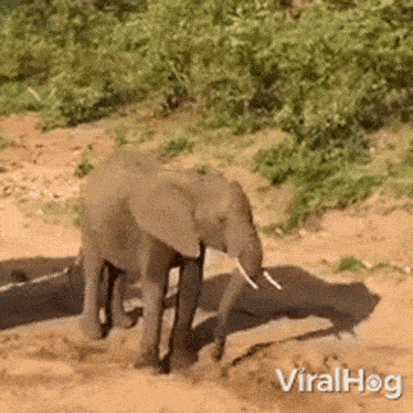 An Elephant Spraying Water From Its Trunk Viralhog GIF - An Elephant Spraying Water From Its Trunk Elephant Viralhog GIFs