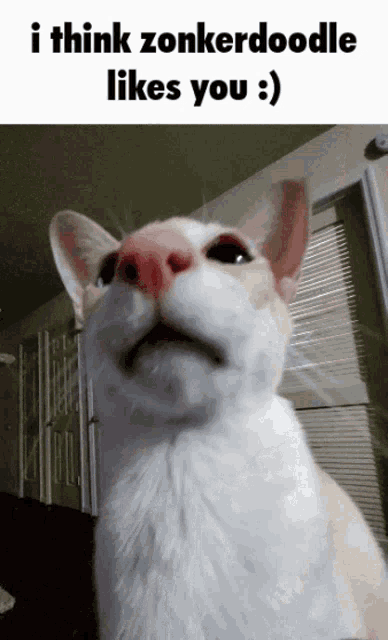a picture of a cat with the caption i think zonkerdoodle likes you :)