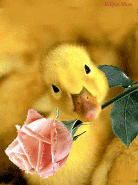 a baby duck holding a pink rose in its beak