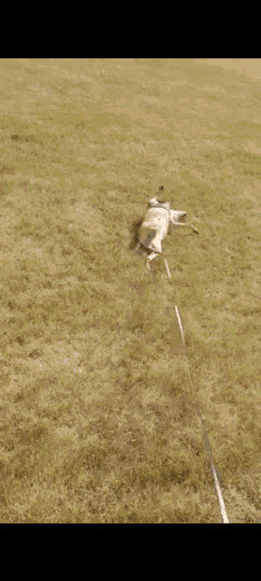 a dog is laying on its back in a grassy field on a leash