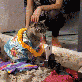 Selfie Cat Takes Selfies. GIF - Selfiecat Selfies Cats GIFs