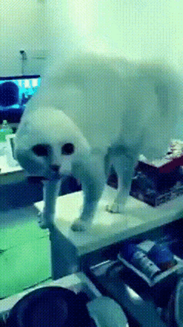 Cat Arched Back GIF - Cat Arched Back GIFs