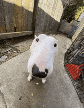 a white dog with a black nose is standing on a sidewalk in front of a wooden fence