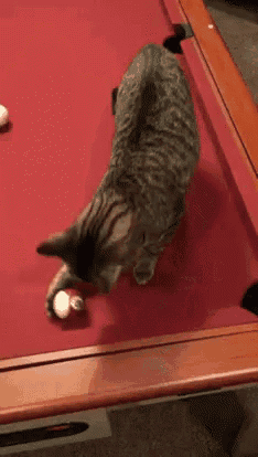 a cat is laying on a pool table looking at the ball