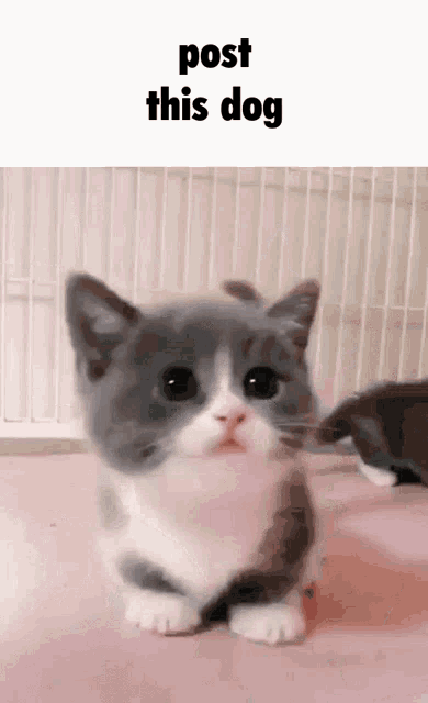 a gray and white cat is sitting on a pink surface with the words post this dog written above it .