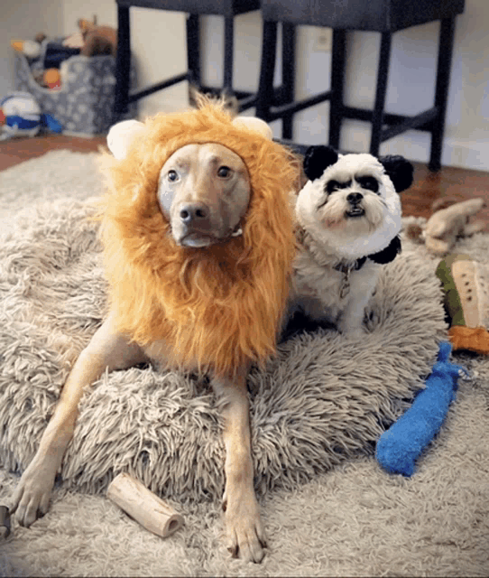 a dog wearing a lion costume and a panda costume