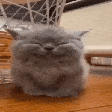 a small gray cat is sitting on a wooden floor with its eyes closed .