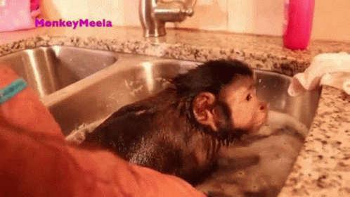 Abbybarb Monkey GIF - Abbybarb Monkey Monkey Bath GIFs