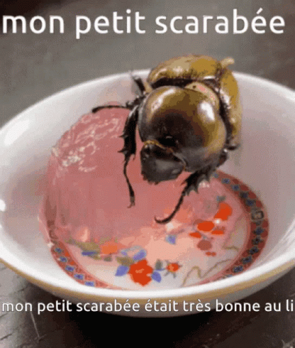 Beetle Benoit Marçon GIF