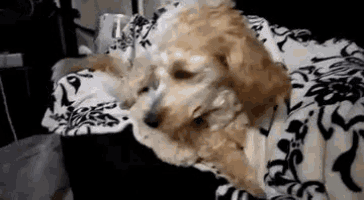 Stoned High GIF - Stoned High Poodle GIFs