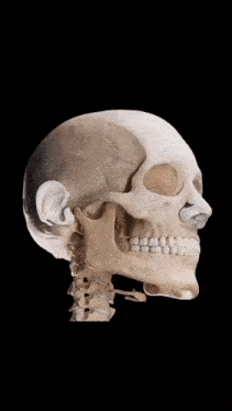 Skeleton Skeleton Laugh GIF - Skeleton Skeleton Laugh Laugh GIFs