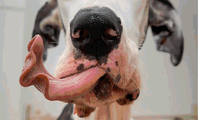 a close up of a dog with its tongue hanging out