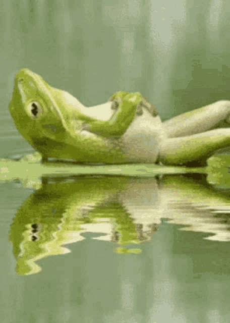 a frog is laying on a leaf in the water