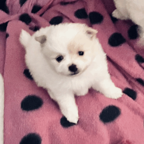 Too Cute Puppy Love GIF - Too Cute Puppy Love Pomeranian GIFs